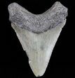 Juvenile Megalodon Tooth - South Carolina #74200-1